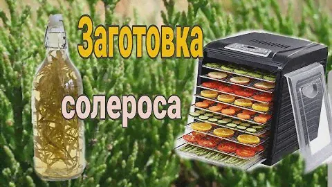 Настойка из солероса//Сушка в дегидраторе Dream Vitamin DDV-10