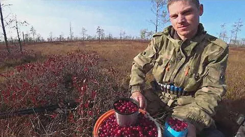 Сбор клюквы. Сибирская ягода. Лучший витамин.